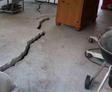 A large crack runs across a concrete patio floor, similar to those seen when learning how to fix a cracked garage floor.