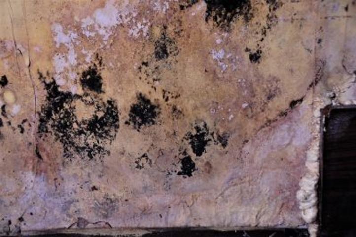 Mold on insullation