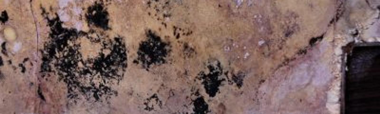 Mold on insullation