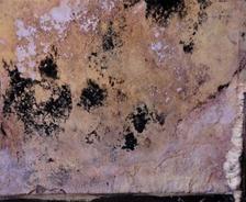 Mold on insullation