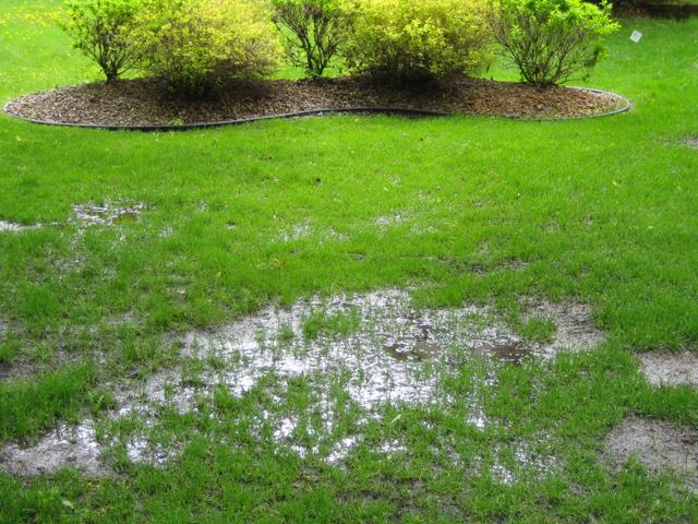 pooled water in yard