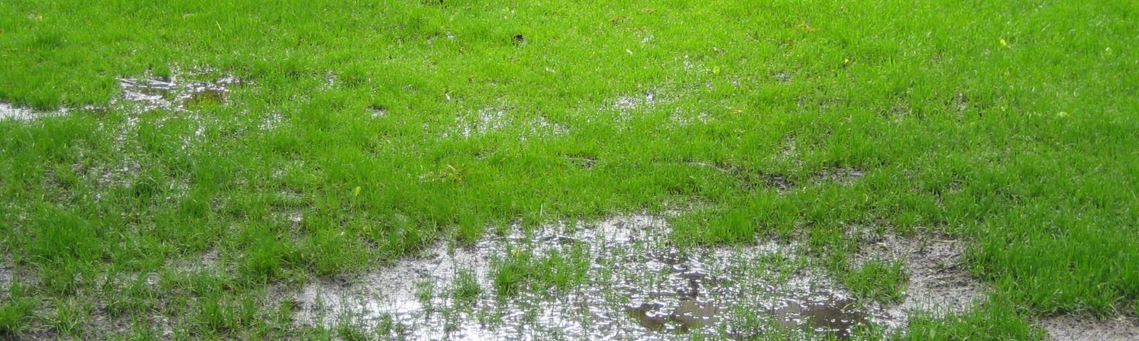 pooled water in yard