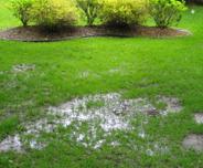 pooled water in yard
