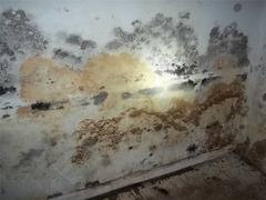 White basement wall with mold