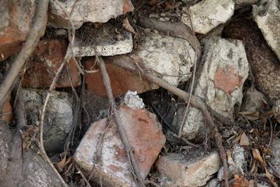 tree roots destroy brick wall