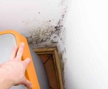 White interior basement walls with mold in the corner
