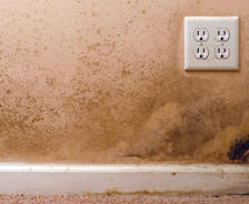 Mold on the walls and baseboard trim in the basement of a home from water leaking.