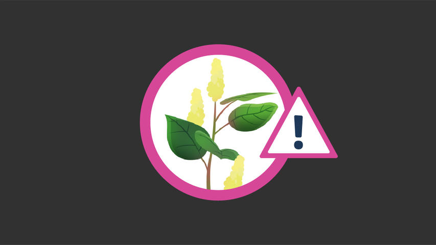 illustration japanese knotweed