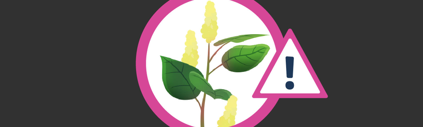 illustration japanese knotweed