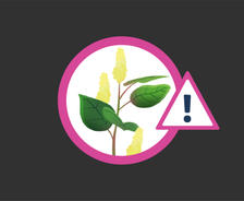 illustration japanese knotweed