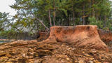 Large tree roots exposed on eroded, rocky ground with dense forest in the background.