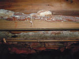 Moldy Floor Joists