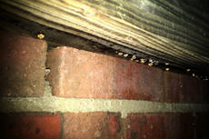 Condensation on joists in crawl space.