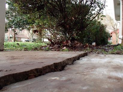 A cracked concrete sidewalk with an overgrown bush and leaves in a suburban yard could benefit from expert concrete repair.