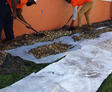 maintaining yard
