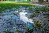 Standing water in backyard.