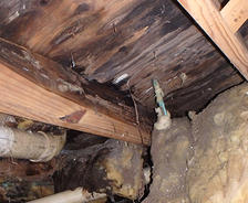 Crawl Space Mold