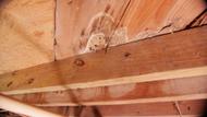 mold developing on crawl space floor