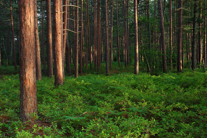 Lush Forest in Newberry Michigan