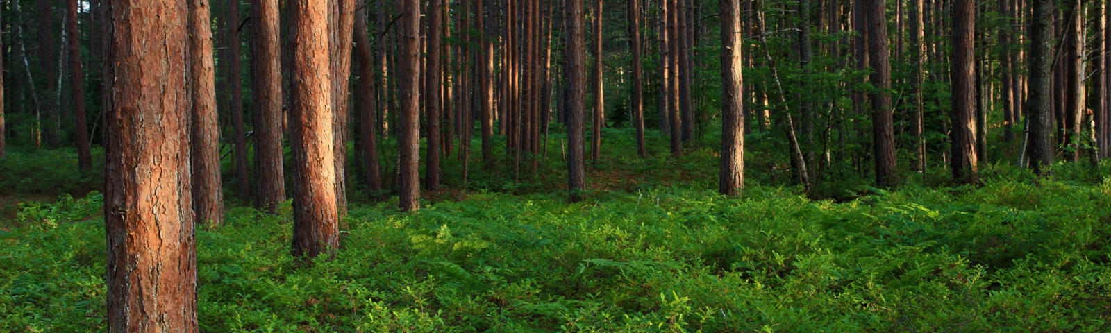 Lush Forest in Newberry Michigan
