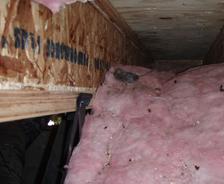 Rodent Crawl Space Insulation