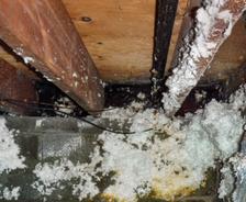Mold Spores & Your Home