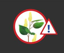 illustration japanese knotweed