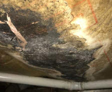 moldy wet insulation