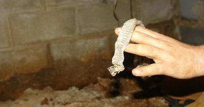 snakeskin found in basement