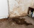 Damp basement wall with water damage, paint cans on a shelf, and fallen leaves near the corner.
