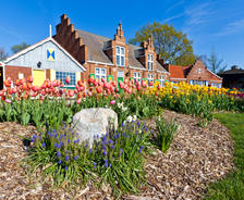 Colorful tulips and flowers bloom in front of Dutch-style brick buildings on a sunny, clear day.