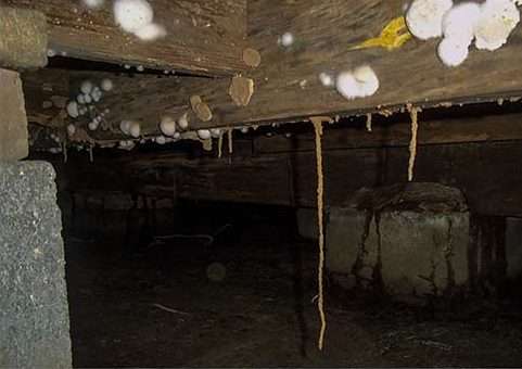 This is a huge mold under house problem. Crawl space mold, regardless of color, means there's a humidity problem in your crawl space