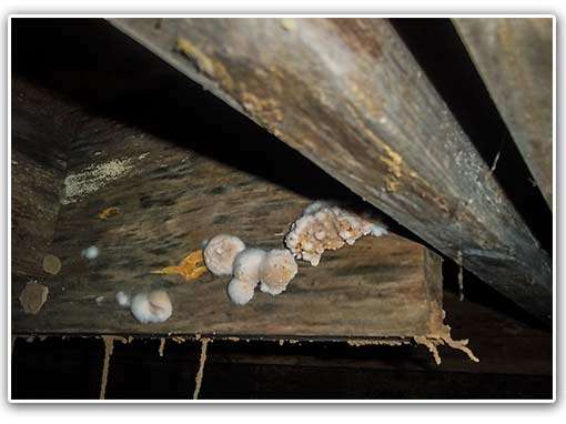 Mold on floor joists under house indicate wood rot