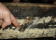 Mold in crawl space has destroyed the floor joists and support beams of the house.