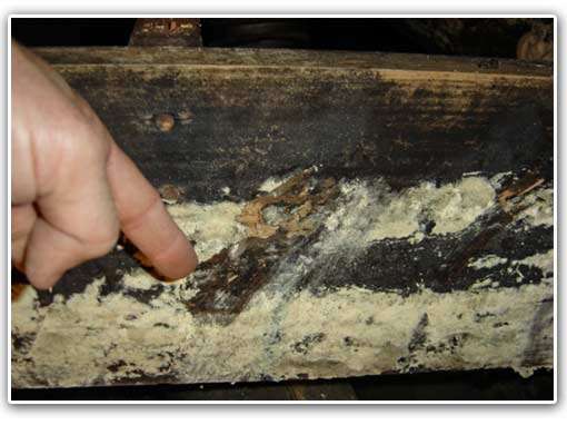 Crawl space mold means you're breathing in mold spores in the living areas of your home due to the stack effect.