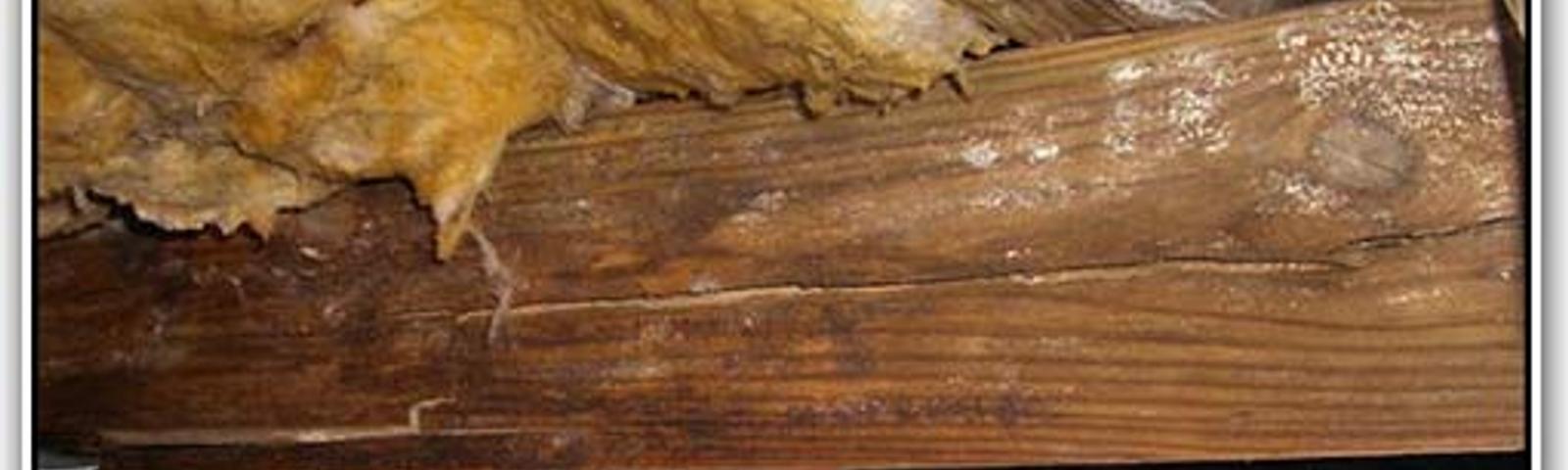 Floor joist repair