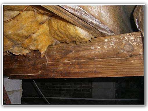 Floor joist repair