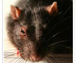 Loose crawl space doors allow pest and rodents infestation