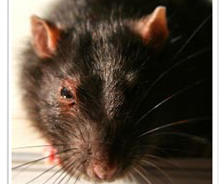 Loose crawl space doors allow pest and rodents infestation