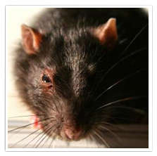 Loose crawl space doors allow pest and rodents infestation
