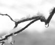 Snow-covered branches with a water droplet hanging from one, reminiscent of a flooded basement, set against a blurred, wintry background.