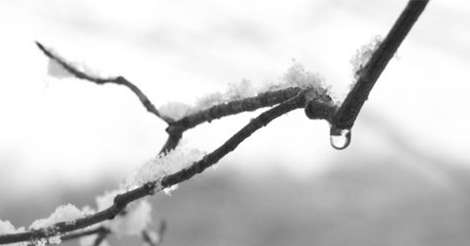 Snow-covered branches with a water droplet hanging from one, reminiscent of a flooded basement, set against a blurred, wintry background.