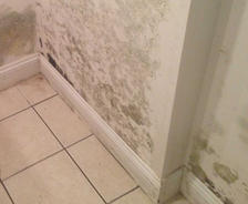 moisture and basement mold