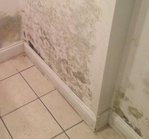 moisture and basement mold