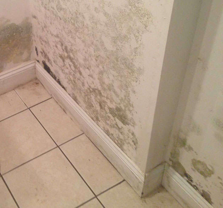 <p>Reduce Mold and Mildew Growth</p>
