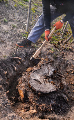 A person in gloves uses a mattock to dig up a large tree stump, preventing trees from damaging your foundation.