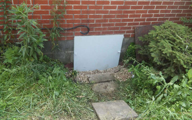 Avoid trees around crawl spaces