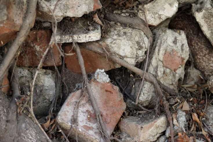 Tree removal and foundation repair