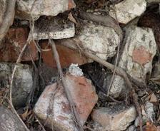 Tree removal and foundation repair
