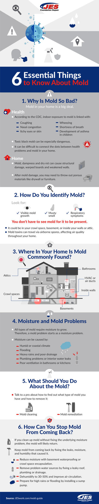 6 Essential Things to Know about Mold infographic